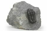 Phacopid (Adrisiops) Trilobite - Jbel Oudriss, Morocco #243892-5